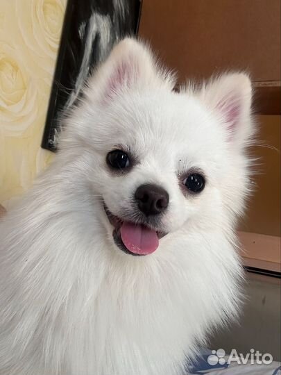 Продам шпица