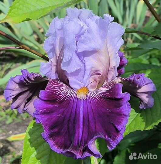 Ирисы высокие бородатые