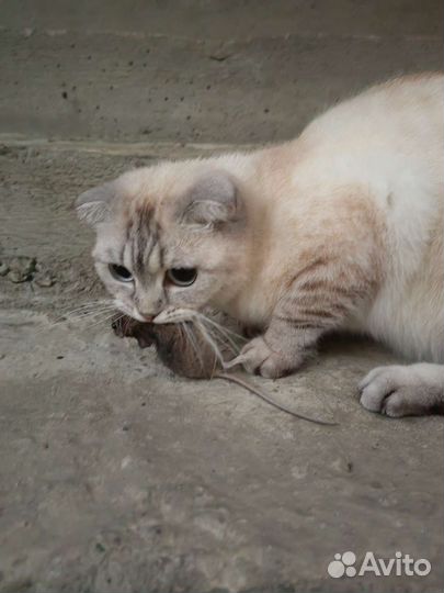 Кошка в дар бесплатно
