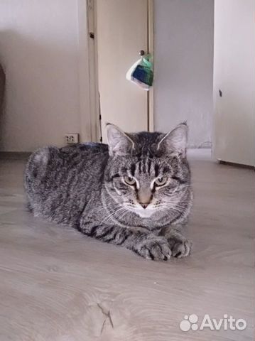 Кошка-рыся, Даша 3 года