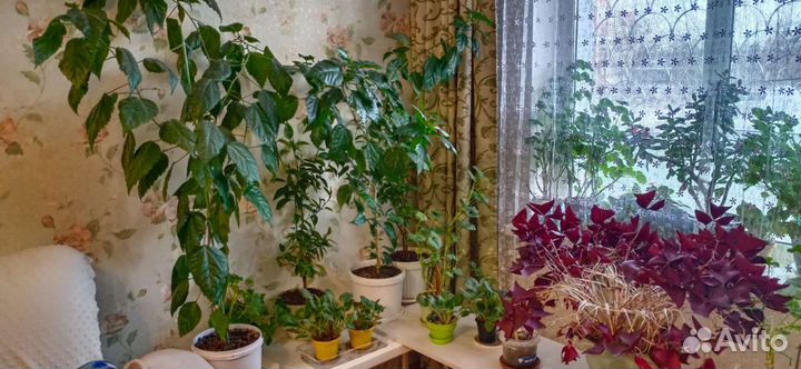 Герани, кислица, сенполии, и др