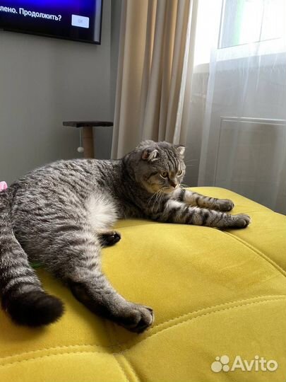 Вислоухий любвиобильный Кот в добрые руки