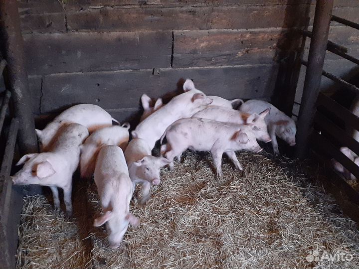 Белая Казахстанская