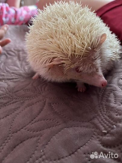 Африканский ежик