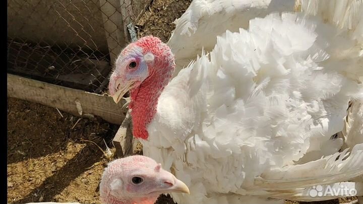 Индюшата биг 6