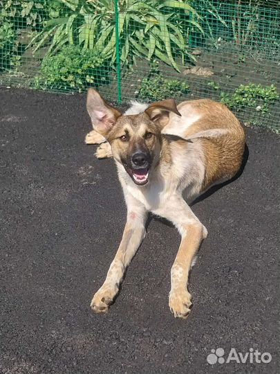 Юта в добрые руки