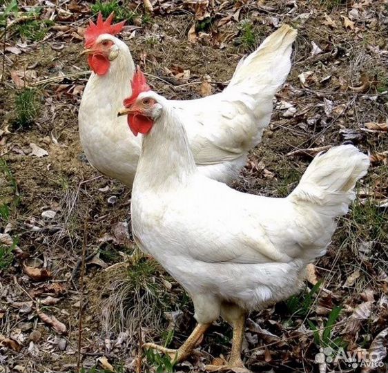 Куры несушки