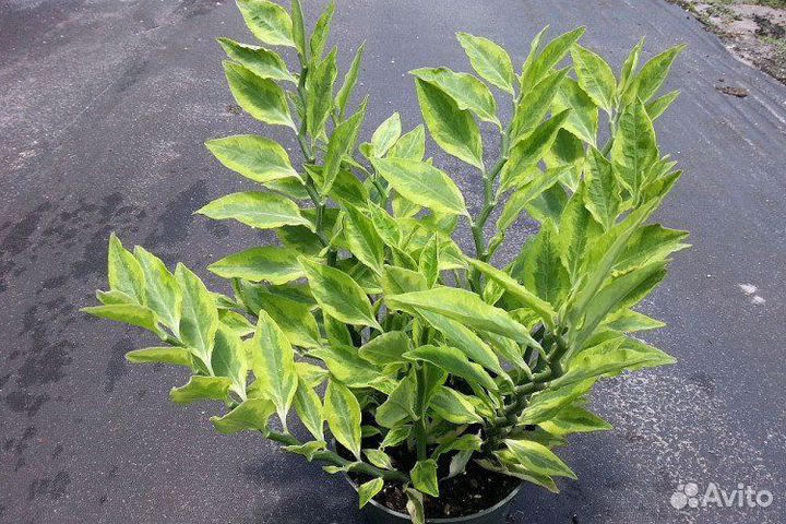 Педилантус черенки, комнатное растение