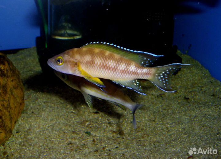 Цихлиды танганьики