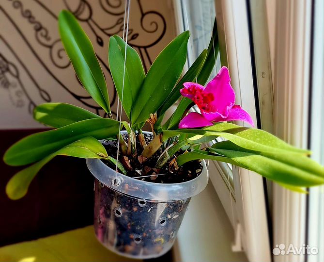 Орхидея каттлея