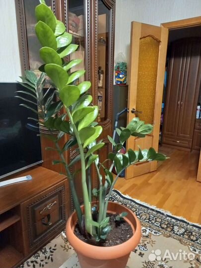 Замиокулькас