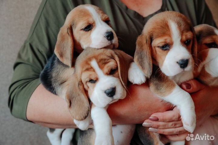 Щенки бигль