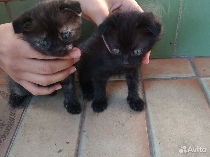 Кошка в дар