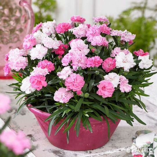 Гвоздика многолетняя