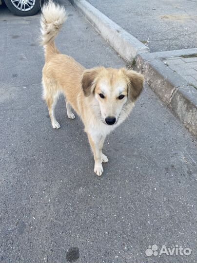 Маленькая дворняга