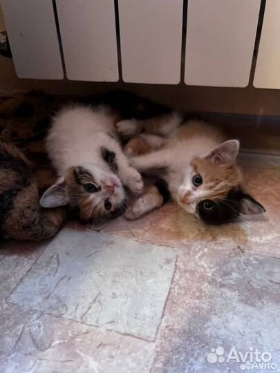 Котята в добрые руки бесплатно