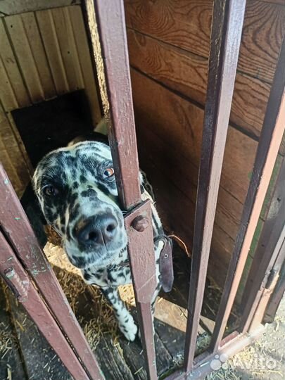 Собака долматинец