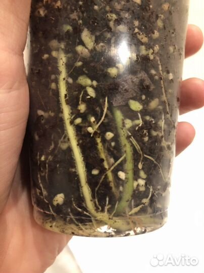 Диффенбахия aurora