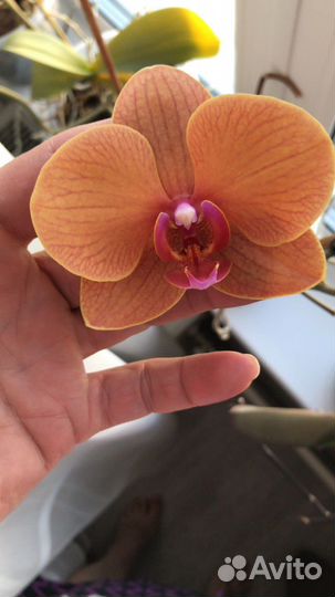 Орхидея
