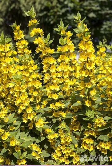 Хохлатка, барвинок, вербейник, энотера, молодило