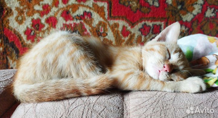 Рыженький котенок 2,5 месяца девочка