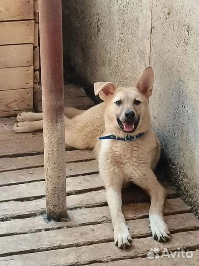 Отдам в добрые руки