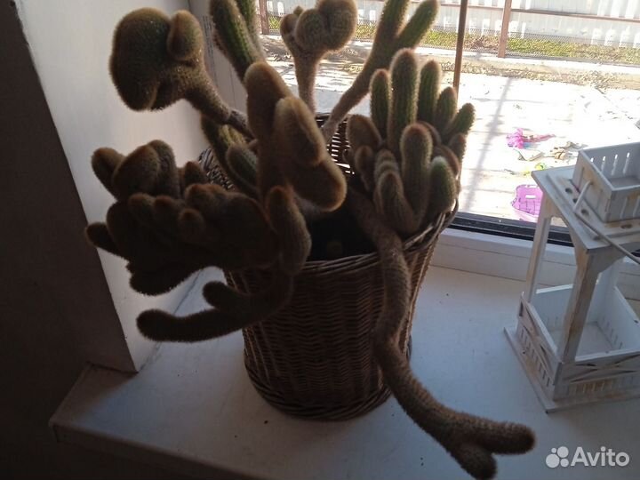 Большой кактус