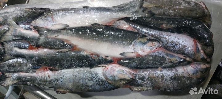 Горбуша неразделанная июнь 23г