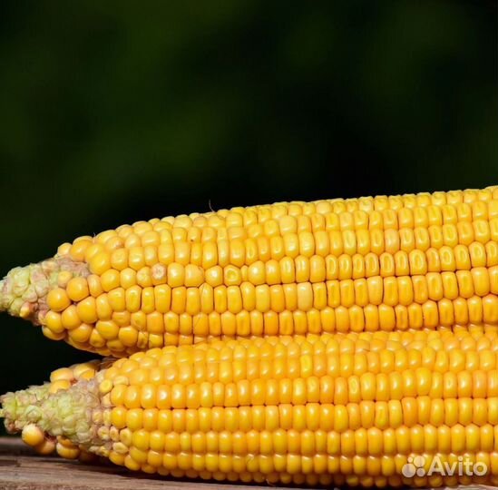 Гибриды кукурузы Пионер П7515