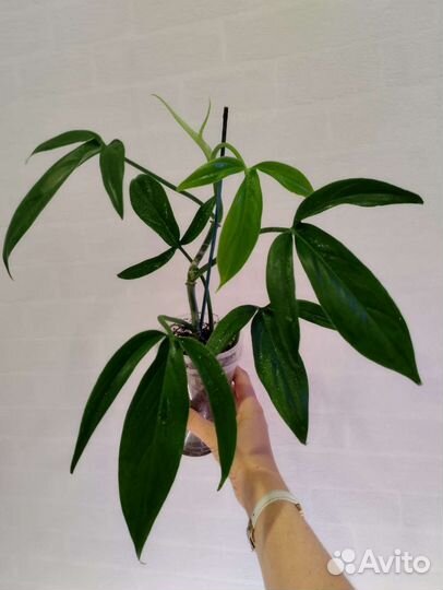 Филодендрон карамель марбл вар