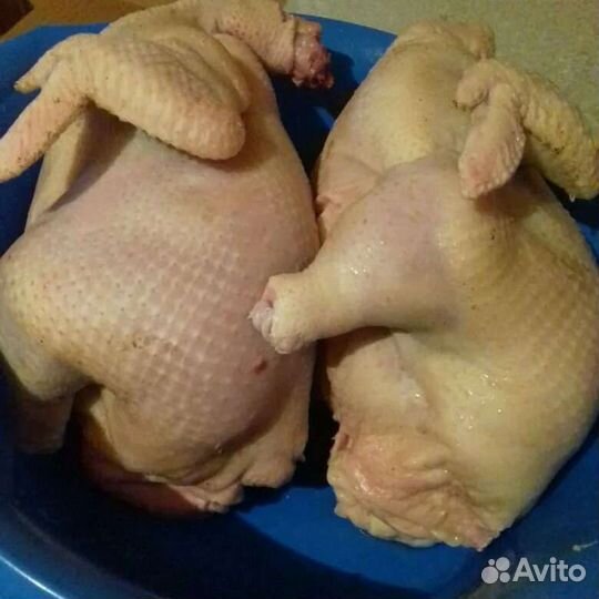 Куры бройлеры мясо