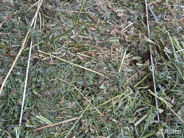 Продаю сено люцерны в тюках