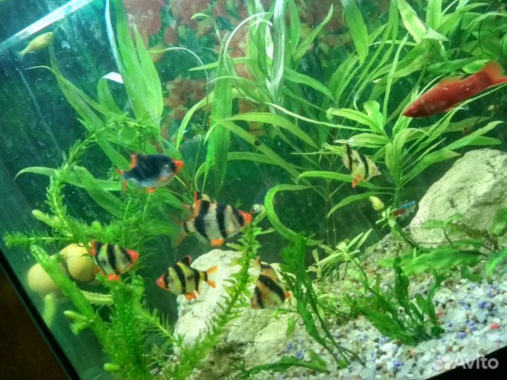 Аквариумные рыбки