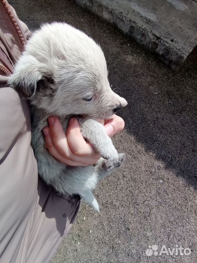 Щеночек в добрые руки. Около месяца