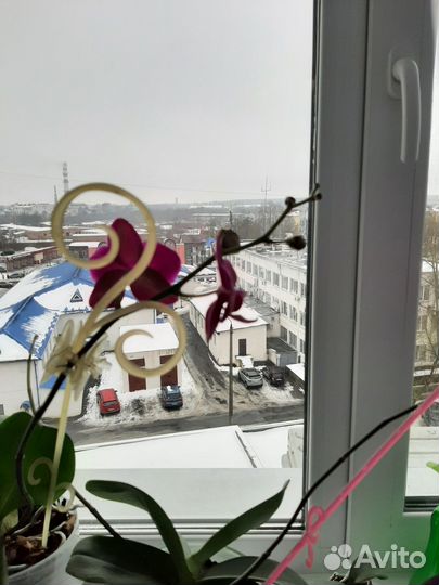 Орхидея в горшке