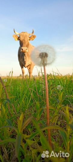 Молоко,сметана,творог