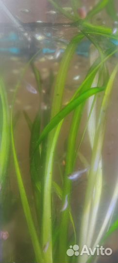 Аквариумные рыбки гуппи