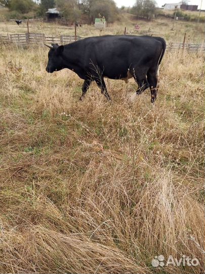 Телята бычки