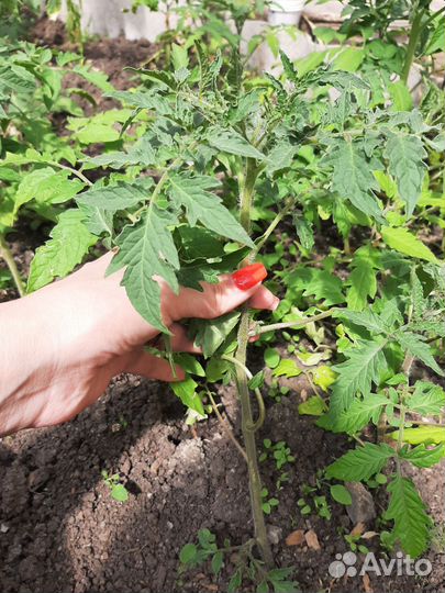 Рассада помидор/ томатов