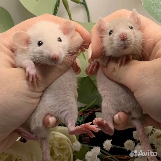 Крысята дамбо рекс стандарт. Декоративные крысы