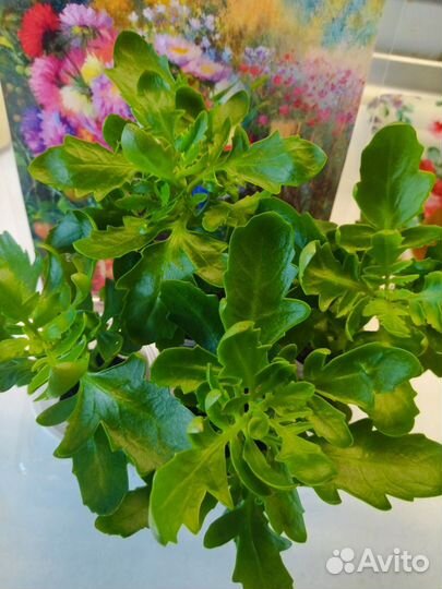 Каланхоэ цветущий