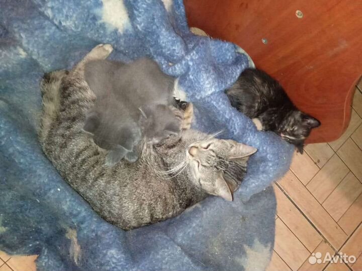 Котята в дар.Голубая русская