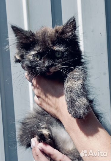 Лапушки-девчонки