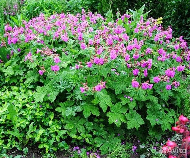 Многолетние садовые растения