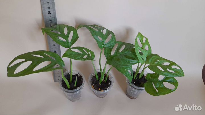 Монстера Манки Маск