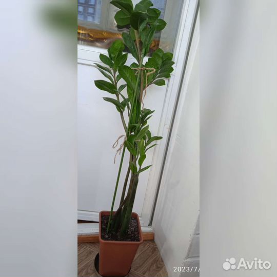 Замиокулькас