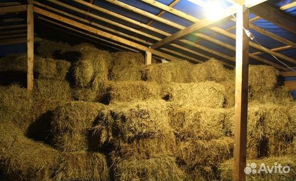 Сено в тюках