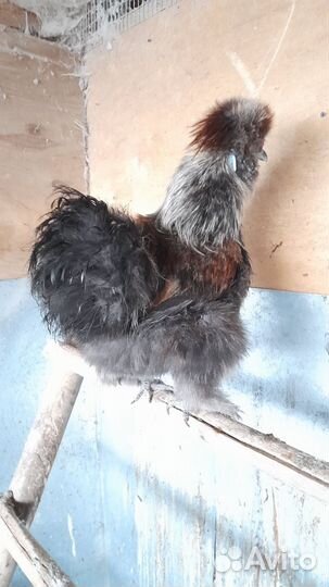 Петушки китайской шелковой породы