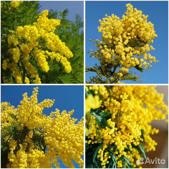 Мимозы опт Вольск