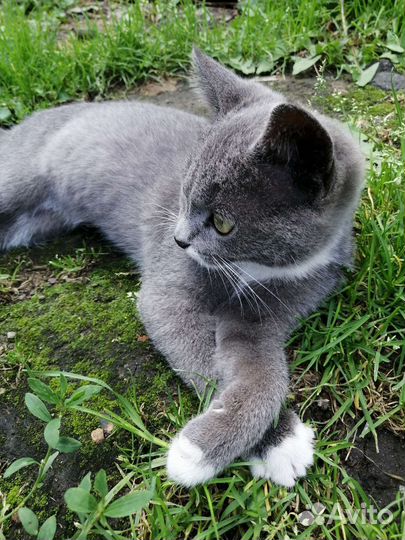 Котята девочки в добрые руки